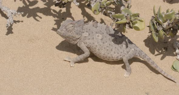 Chameleon Walking Slowly