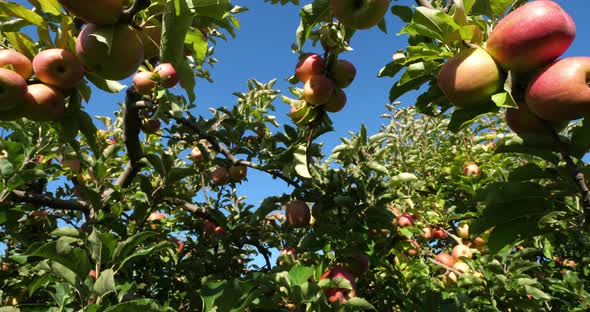 Cripps Pink. Orchard apple trees, The Occitan, France