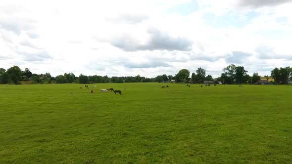 Herd of Horses in a Meadow in Summer