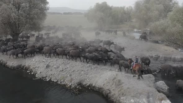 Buffaloes Passing Lake