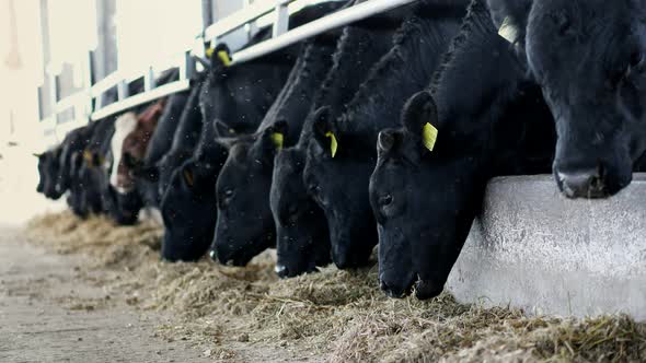 Agriculture Livestock Farm or Ranch