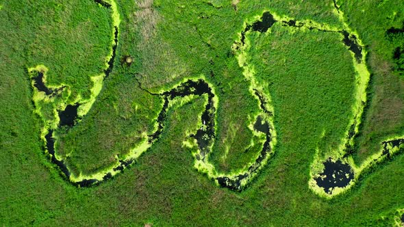 Top view of blooming algae on green river in swamp