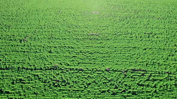 Sunflower Field on a Sunny Day Aerial View