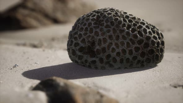 Old Coral on the Sand Beach