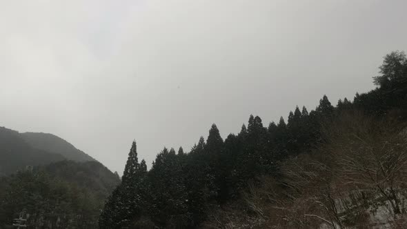 Snow Falling In Forest alt