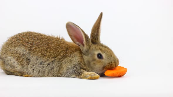 Little Fluffy Cute Brown Rabbit with Big Ears Eating a Ginger Carrot on a Gray Background