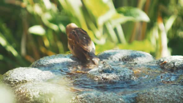 Brown bird washes in garden fountain sunshine