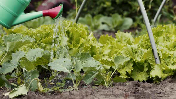 Unrecognizable Person Pouring Water on Blooming Green Cabbage with Watering Can