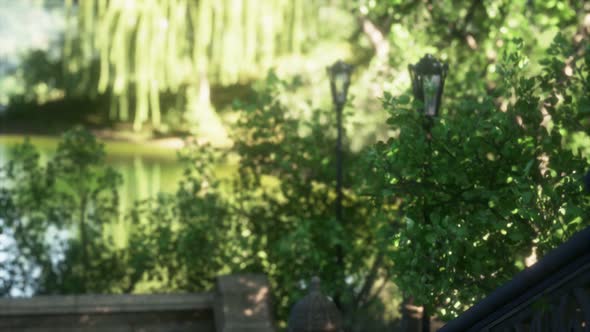 Tranquil Pond Framed By Lush Green Woodland Park in Sunshine