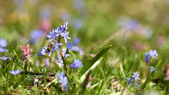 Flowers Scilla Bifolia