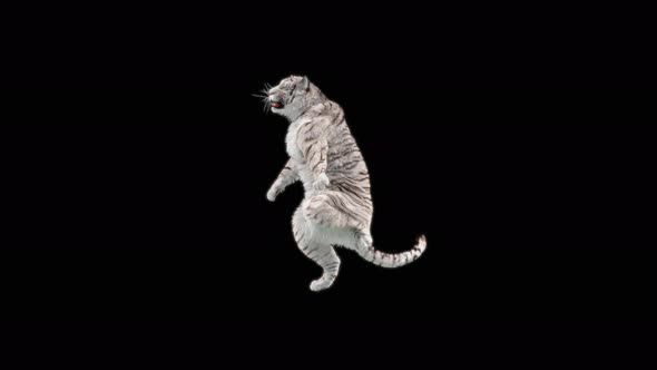 White Tiger Dancing 4K