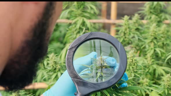 Scientists are examining plants and doing quality control of legally grown cannabis.