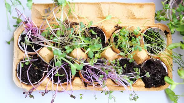 microgreens seedlings inside egg shells, growing micro-greenery for food
