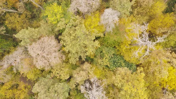 Trees in the Forest on an Autumn Day