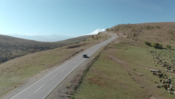 SUV Car Drivings Rides Past a Flock of Sheep Along Road on Background Cattle Pastures and Snowy