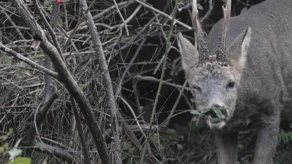 Deer Eating