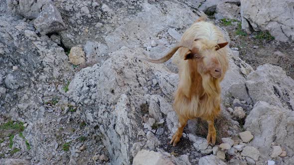 Hairy Mountain Goat