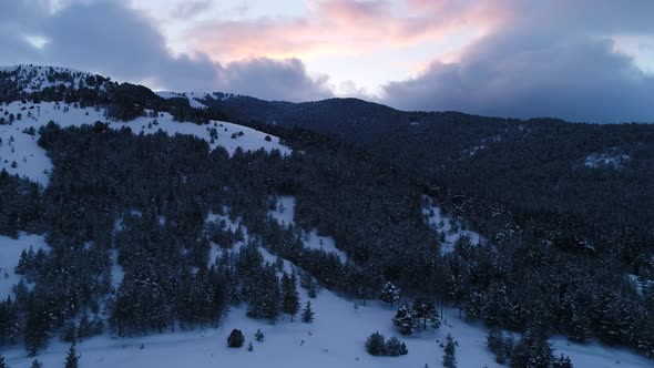 Flying Over Snow Trees Winter Landscape