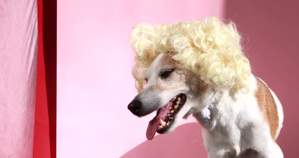 Jack Russell Terrier in Blond Curly Wig Heavily Breathes