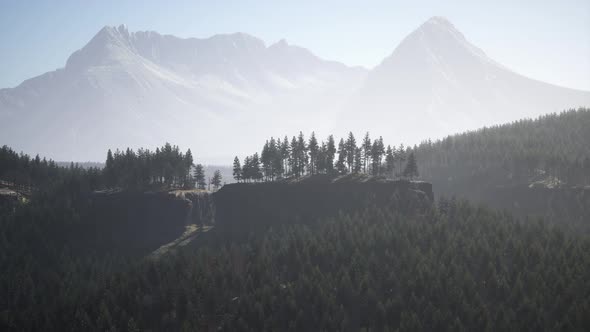 Pine Tree Forests at the Base of Mountain in Sunny Day of Summer