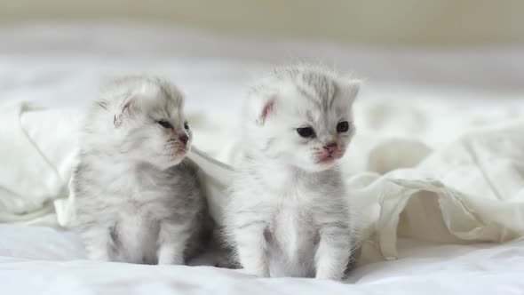 Cute Tabby Kittens Playing Under White Blanket