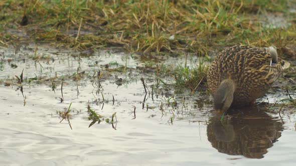Female mallard duck (Anas platyrhynchos) looking for food in shallow coastal water in overcast day,