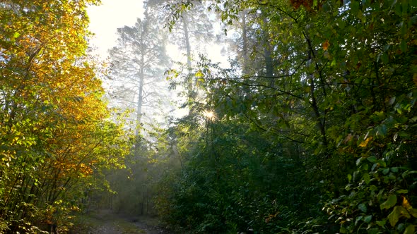 Pleasant Walk in a Beautiful Green Forest While Warm Rays of Setting Sun Penetrating Trees Branches