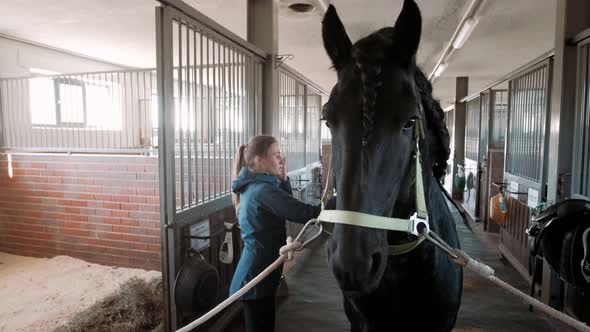 Horse Care Combing and Brushing