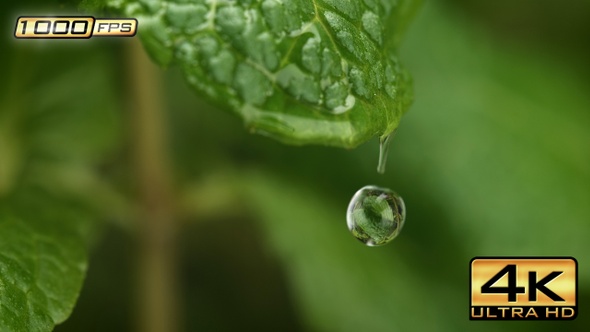 Droplet Dripping from Mint Leaf