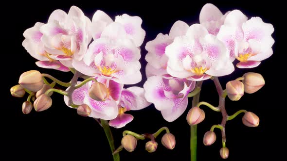 Blooming Pink Orchid Phalaenopsis Flowers