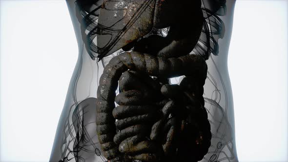 Detailed Human Digestive System Anatomy alt