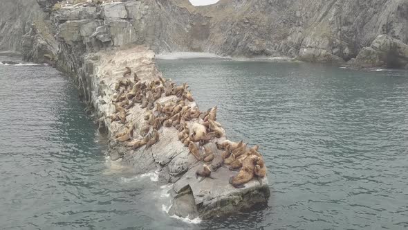 Group Wild Sea Lions Sitting on Rocky Cliff in Sea View