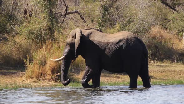 Footage of a majestic old tusker african elephant bull walking along the water edge of a natural lak