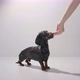 Black Dachshund Puppy is Waiting and Getting a Treat From the Hand of His Owner - VideoHive Item for Sale