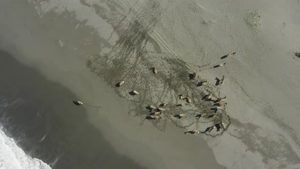 Downward-facing drone shot of elk at the shore of the ocean