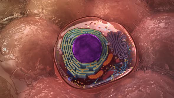 Seamless loop of the components of an eukaryotic cell, nucleus and organelles and plasma membrane
