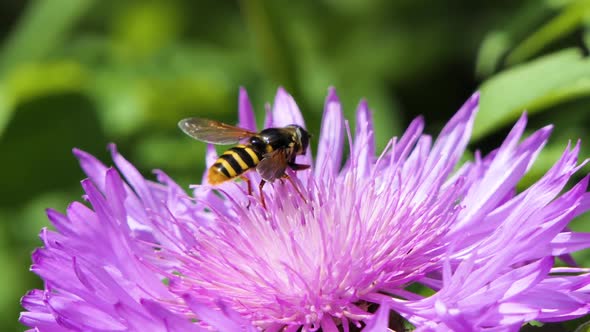 Honeybee Busy in Big Beautiful Flower in Spring Field, Nature Wildlife Shot