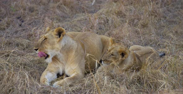 Lion and cub in the savanna