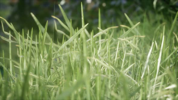 Fresh Green Grass on the Forest