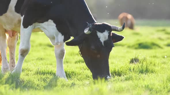 Milk Cow Grazing on Green Farm Pasture on Summer Day