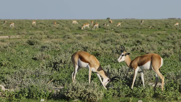 Springbok Antelopes On Etosha Plains