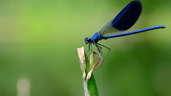 Blue Dragonfly on a Branch in Green Nature By the River Closeup