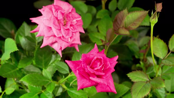 Time Lapse of Opening Purple Rose Flower