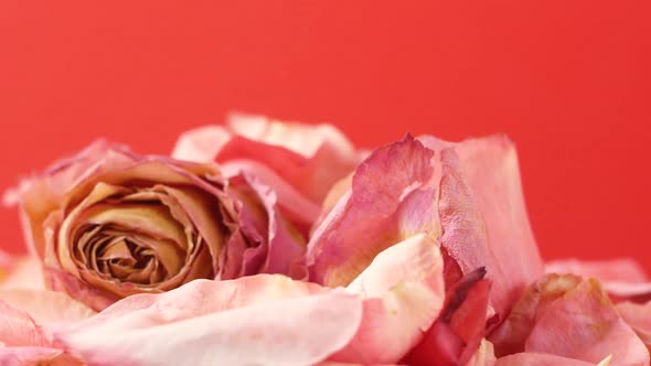 Close-up of withered pink roses rotate, rose petals fall on them