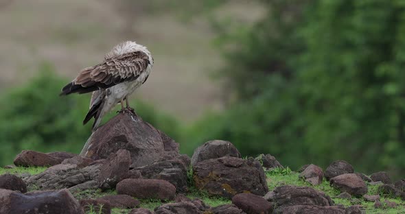 Short Toed Snake Eagle Preening on a windy day as its feathers fly in gentle wind