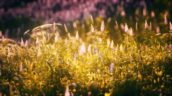 Sunset in the Wild Flower Field