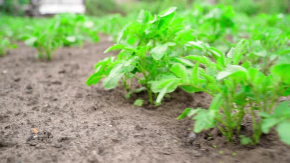 Potato Grows in the Soil Closeup