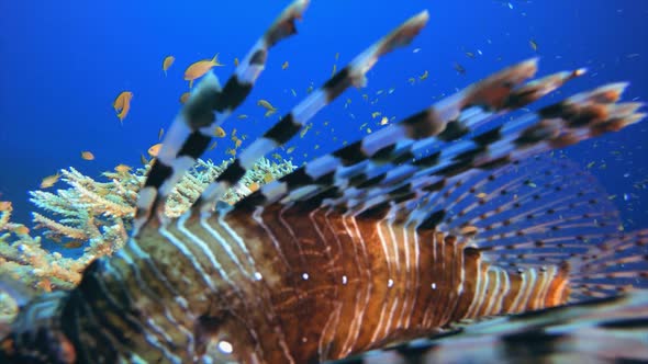 Underwater Lionfish