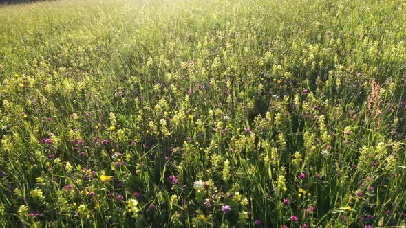 Summer flowers on the meadow