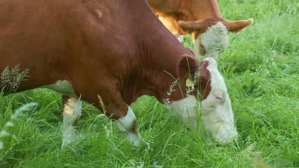 Two Brown Cows with White Faces Grazing and Eating Green Grass in the Meadow in the Countryside in a